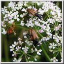 Pseudovadonia livida - Bockkaefer 02.jpg